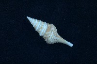 藏品(金絲捲管螺)的圖片